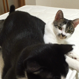 ぶしの呆れ顔の画像