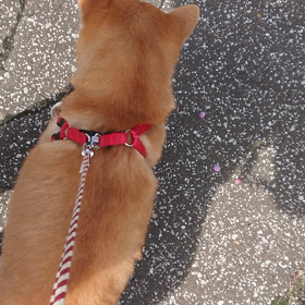 散歩(^-^)の画像