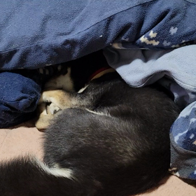 ｏ(＿＿*)Ｚｚｚの画像