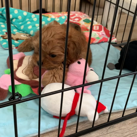 ビビりで、のんびり屋さんの画像