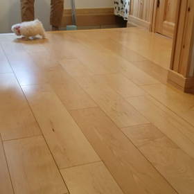 犬を飼いますワン！の画像