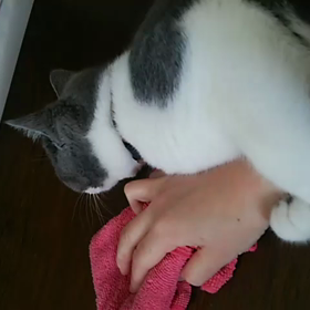 テーブル拭きの画像