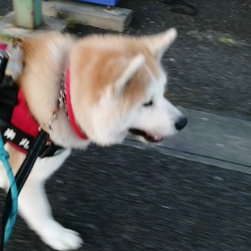 新年二日目、しつけ訓練しながらの朝散歩。おやつの多用はやっぱり有効だなあと思います。未来丸は少しの画像