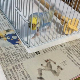 ぴぃさん、何をしてるつもり？の画像