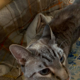 おはようございますの画像