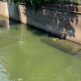 目黒川の生き物紀行の画像