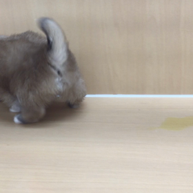 ブサカワ2の画像