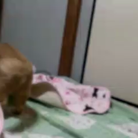 撮ったドーの画像