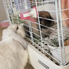 夢のようで夢じゃない動画３の画像