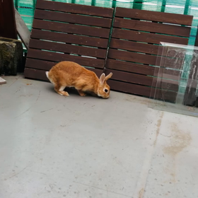 べらんぽちょろちょろ おいしんぽもぐもぐの画像