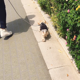 母の日andさんぽ♡の画像