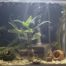 癒しの観賞魚　の画像