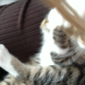 偏頭痛(*_*;の画像