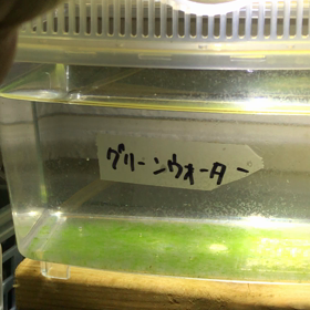 ミジンコ実験 わかもとvsエビオス めだか初心者くまめだかの飼育ブログ