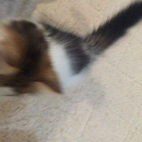 【動画】バ、バ、バレタ。。。（汗）（笑）の画像