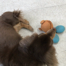 ♪プレイルーム動画♪の画像