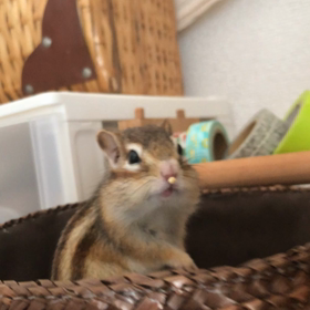 シマリスおしゃれ番長ぷぅの画像