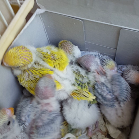 榮ちゃんの『セキセイインコ飼育日記』2019年5月5日の画像