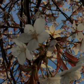 まだまだ一分咲き( ^ω^ )の画像