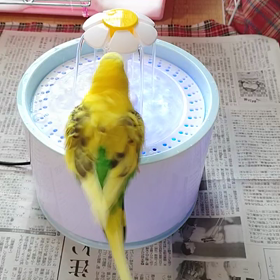 早朝から水浴びゲン君の画像