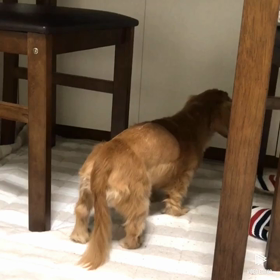 10/11〜10/17 第二回椎間板ヘルニア術後5週目の画像