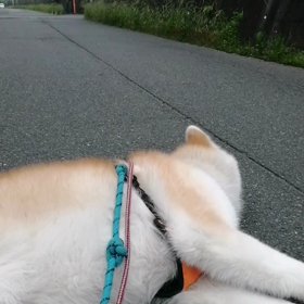 雨雲レーダーでは、☔無しの予定だったのでカッパ無しで、朝散歩出発するも、途中☔で雨宿り休憩。未の画像