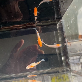 あけぼの紅白の画像