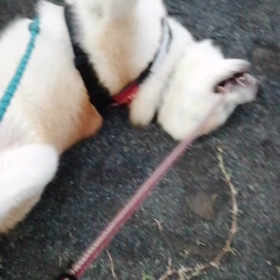 「歩き方がスマートですね‼️」いつも会うヤクルトさんにそう言われた未来丸、その直後にゴロ寝だ！さの画像