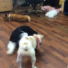 こたろう君のお遊びの画像