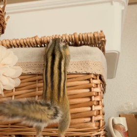 シマリススペシャル鼻ドリル〜！！の画像