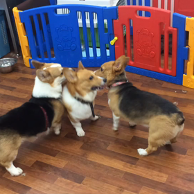 チーム コーギーの画像