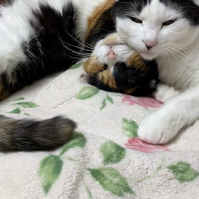 静かなる抗議の画像