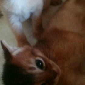 よちよちうーごーくーの画像