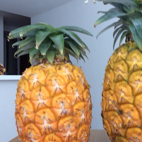 ピーチパイン‼︎の画像