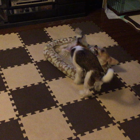 遊んで遊んで攻撃  続きの画像