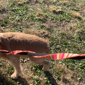 11月14日12わんこと2時間30分遠足　代々木公園表参道の画像