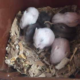 ベビハムず♪の画像