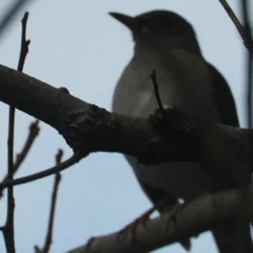 すぎぴたんの事件簿シーズン3　190話（ぐぇ(ё)！　ぐぇ(ё)！　シロハラ）の画像