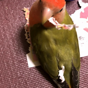 のんびりの画像