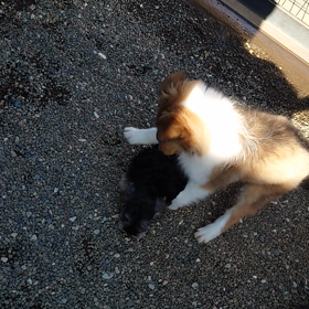 シュナウザーのパピーとの画像