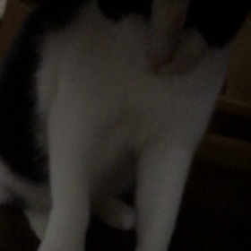 とうふちゃんのお遊びの画像