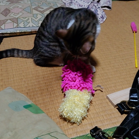 今日のるるちゃんはの画像