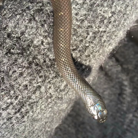 これはうちのこの画像