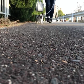 ただのうさんぽの画像