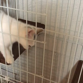 春花ちゃん本日抜糸の画像