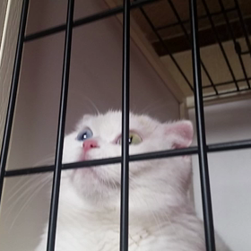 ゴキブリ出現の画像