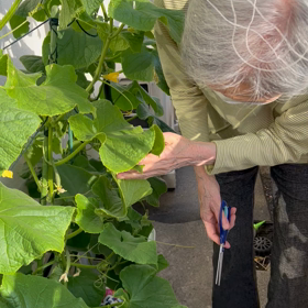 ベランダ菜園初収穫の画像