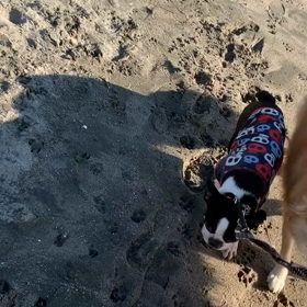 1月20日11わんこと2時間30分遠足　　お台場の画像