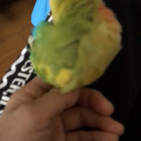 ★ベタベタインコの画像