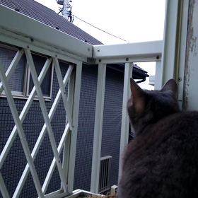 モーニングカラスの画像